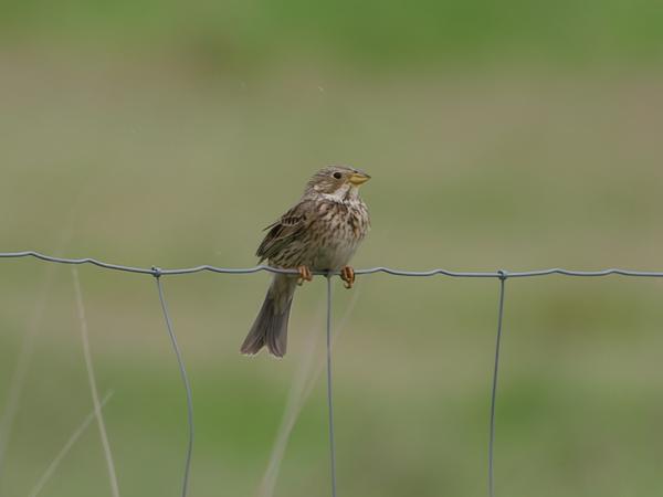 <h3><a href="/trips/extramadura/biota/animalia/chordata/aves/040 passeriformes/126 emberizidae/emberiza calandra/emberiza calandra-nl.html">Emberiza&nbsp;calandra</a> / Corn&nbsp;bunting / Grauwe&nbsp;gors</h3>OM-1 Mark II met OLYMPUS M.150-400mm F4.5 TC, 1/2000 sec  bij F5.6, ISO 1250, afstand 51.2&nbsp;m